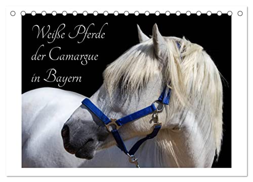Weiße Pferde der Camargue in Bayern (Tischkalender 2026 DIN A5 quer), CALVENDO Monatskalender: Das Camargue-Pferd ist eine der schönsten Pferderassen weltweit. (CALVENDO Tiere) von Calvendo