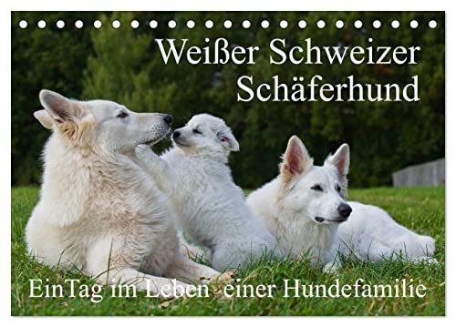Weißer Schweizer Schäferhund - Ein Tag im Leben einer Hundefamilie (Tischkalender 2025 DIN A5 quer), CALVENDO Monatskalender von CALVENDO