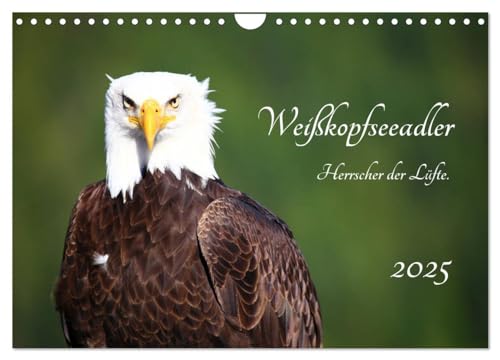 Weißkopfseeadler. Herrscher der Lüfte. 2025 (Wandkalender 2025 DIN A4 quer), CALVENDO Monatskalender von CALVENDO