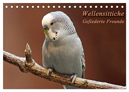 Wellensittiche - Gefiederte Freunde (Tischkalender 2025 DIN A5 quer), CALVENDO Monatskalender von CALVENDO