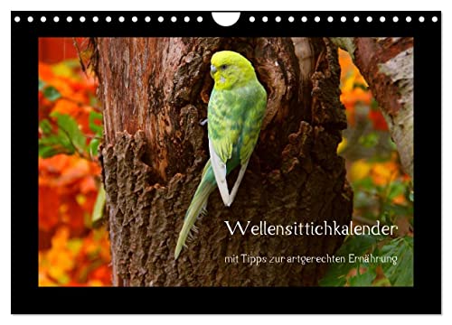 Wellensittichkalender mit Tipps zur artgerechten Ernährung (Wandkalender 2025 DIN A4 quer), CALVENDO Monatskalender von CALVENDO