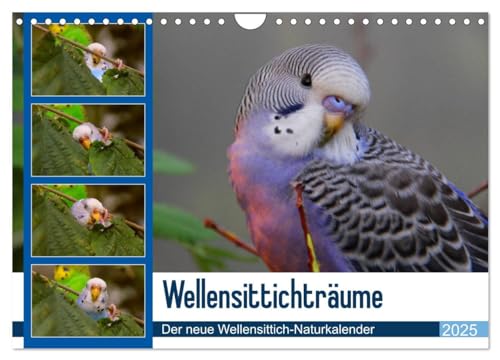 Wellensittichträume - Der neue Wellensittich-Naturkalender (Wandkalender 2025 DIN A4 quer), CALVENDO Monatskalender von CALVENDO