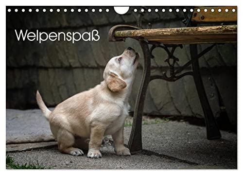 Welpenspaß (Wandkalender 2026 DIN A4 quer), CALVENDO Monatskalender von CALVENDO