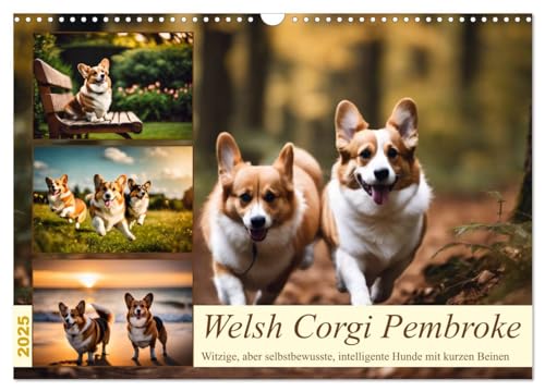 Welsh Corgi Pembroke (Wandkalender 2025 DIN A3 quer), CALVENDO Monatskalender von CALVENDO