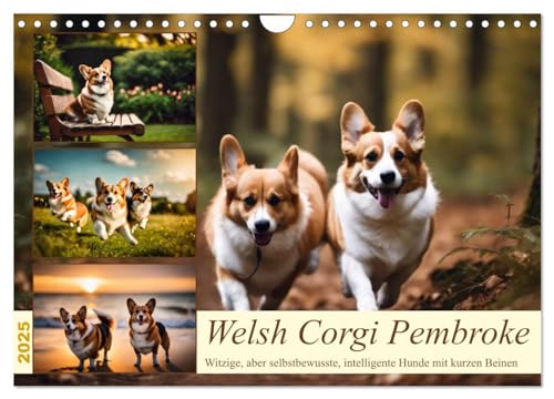 Welsh Corgi Pembroke (Wandkalender 2025 DIN A4 quer), CALVENDO Monatskalender von CALVENDO