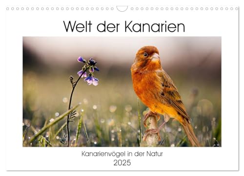 Welt der Kanarien (Wandkalender 2025 DIN A3 quer), CALVENDO Monatskalender von CALVENDO