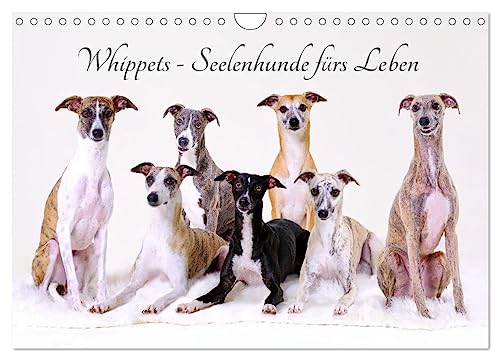 Whippets - Seelenhunde fürs Leben (Wandkalender 2025 DIN A4 quer), CALVENDO Monatskalender von CALVENDO