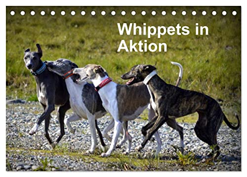 Whippets in Aktion (Tischkalender 2026 DIN A5 quer), CALVENDO Monatskalender: Die kleinen englischen Windhunde im Lauf, im Spiel, bei Raufereien (CALVENDO Tiere) von Calvendo