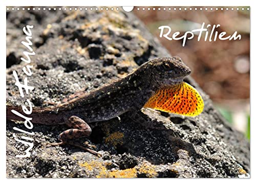 Wilde Fauna - Reptilien (Wandkalender 2025 DIN A3 quer), CALVENDO Monatskalender von CALVENDO