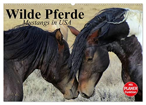 Wilde Pferde. Mustangs in USA (Wandkalender 2025 DIN A2 quer), CALVENDO Monatskalender von CALVENDO