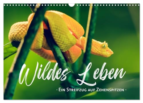 Wildes Leben - Ein Streifzug auf Zehenspitzen (Wandkalender 2025 DIN A3 quer), CALVENDO Monatskalender