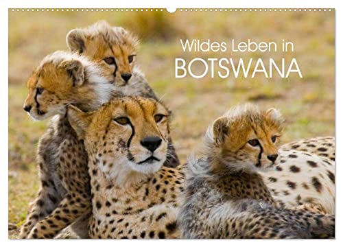 Wildes Leben in Botswana (Wandkalender 2025 DIN A2 quer), CALVENDO Monatskalender von CALVENDO