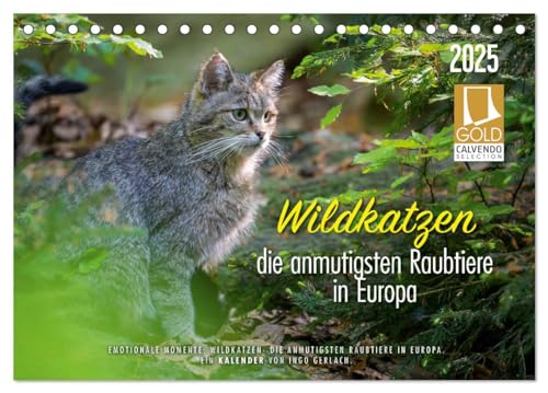 Wildkatzen - die anmutigsten Raubiere in Europa. (Tischkalender 2025 DIN A5 quer), CALVENDO Monatskalender von CALVENDO
