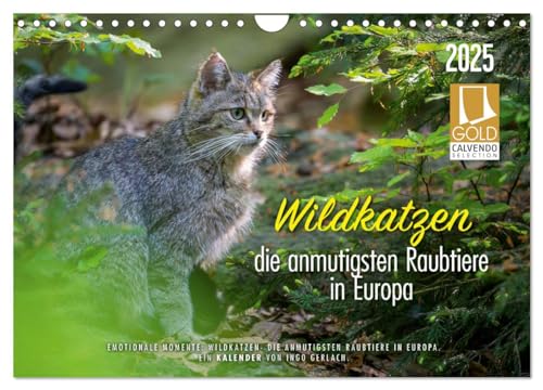 Wildkatzen - die anmutigsten Raubiere in Europa. (Wandkalender 2025 DIN A4 quer), CALVENDO Monatskalender von CALVENDO