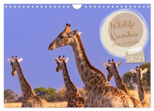 Wildlife Namibia - Etosha und Kalahari (Wandkalender 2025 DIN A4 quer), CALVENDO Monatskalender von CALVENDO