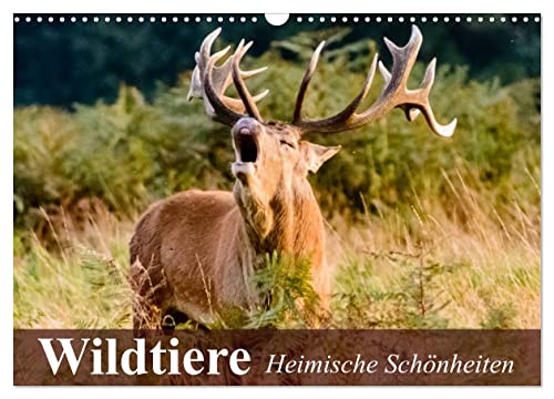 Wildtiere. Heimische Schönheiten (Wandkalender 2025 DIN A3 quer), CALVENDO Monatskalender von CALVENDO