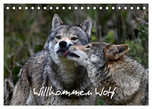 Willkommen Wolf (Tischkalender 2025 DIN A5 quer), CALVENDO Monatskalender von CALVENDO