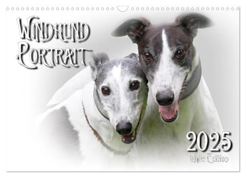 Windhund Portrait 2025 White Edition (Wandkalender 2025 DIN A3 quer), CALVENDO Monatskalender von CALVENDO
