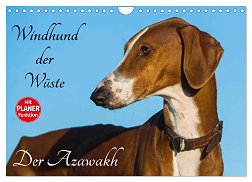 Windhund der Wüste - Der Azawakh (Wandkalender 2025 DIN A4 quer), CALVENDO Monatskalender von CALVENDO