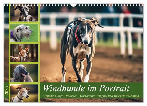 Windhunde im Portrait (Wandkalender 2025 DIN A3 quer), CALVENDO Monatskalender von CALVENDO