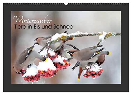 Winterzauber - Tiere in Eis und Schnee (Wandkalender 2025 DIN A2 quer), CALVENDO Monatskalender von CALVENDO