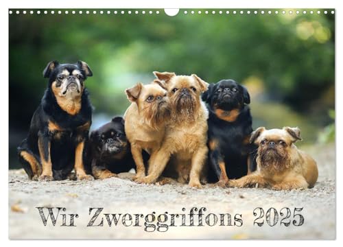 Wir Zwerggriffons 2025 (Wandkalender 2025 DIN A3 quer), CALVENDO Monatskalender von CALVENDO
