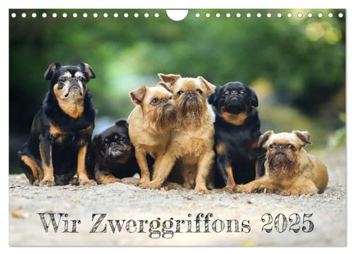 Wir Zwerggriffons 2025 (Wandkalender 2025 DIN A4 quer), CALVENDO Monatskalender von CALVENDO
