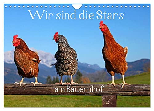 Wir sind die Stars am Bauernhof (Wandkalender 2025 DIN A4 quer), CALVENDO Monatskalender von CALVENDO