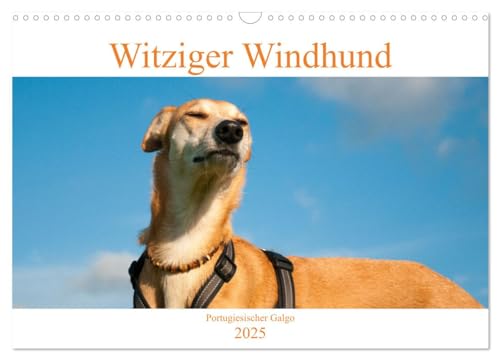 Witziger Windhund - Portugiesischer Galgo (Wandkalender 2025 DIN A3 quer), CALVENDO Monatskalender von CALVENDO