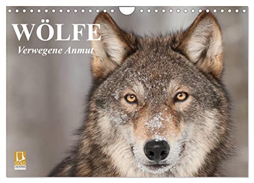 Wölfe. Verwegene Anmut (Wandkalender 2025 DIN A4 quer), CALVENDO Monatskalender von CALVENDO