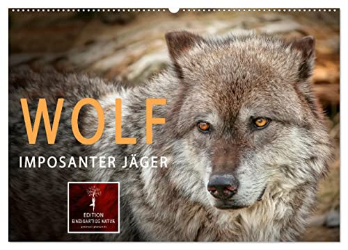 Wolf - Imposanter Jäger (Wandkalender 2025 DIN A2 quer), CALVENDO Monatskalender von CALVENDO