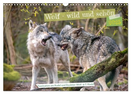 Wolf - wild und schön (Wandkalender 2025 DIN A3 quer), CALVENDO Monatskalender von CALVENDO