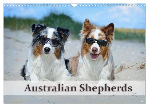 Wunderbare Australian Shepherds (Wandkalender 2026 DIN A3 quer), CALVENDO Monatskalender: Australian Shepherds in wunderschönen Bildern (CALVENDO Tiere) von Calvendo
