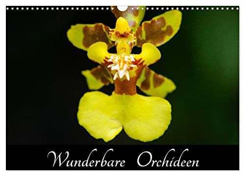 Wunderbare Orchideen (Wandkalender 2025 DIN A3 quer), CALVENDO Monatskalender von CALVENDO