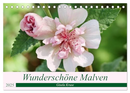 Wunderschöne Malven (Tischkalender 2025 DIN A5 quer), CALVENDO Monatskalender von CALVENDO