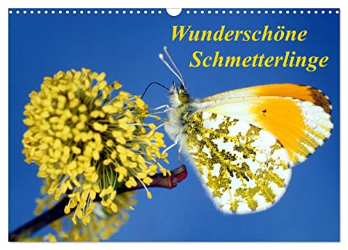 Wunderschöne Schmetterlinge (Wandkalender 2025 DIN A3 quer), CALVENDO Monatskalender von CALVENDO