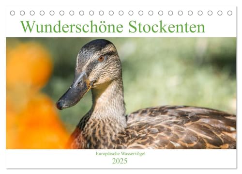 Wunderschöne Stockenten - Europäische Wasservögel (Tischkalender 2025 DIN A5 quer), CALVENDO Monatskalender von CALVENDO