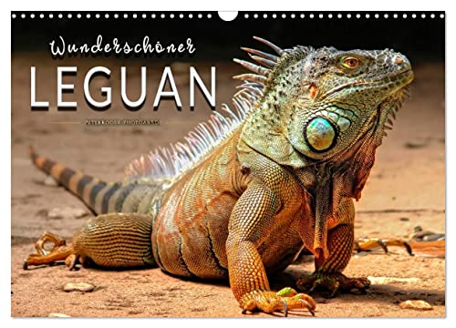 Wunderschöner Leguan (Wandkalender 2025 DIN A3 quer), CALVENDO Monatskalender von CALVENDO