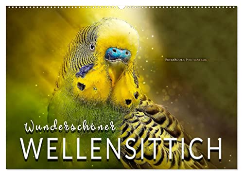 Wunderschöner Wellensittich (Wandkalender 2025 DIN A2 quer), CALVENDO Monatskalender von CALVENDO
