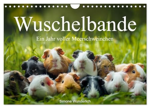 Wuschelbande - Ein Jahr voller Meerschweinchen (Wandkalender 2025 DIN A4 quer), CALVENDO Monatskalender