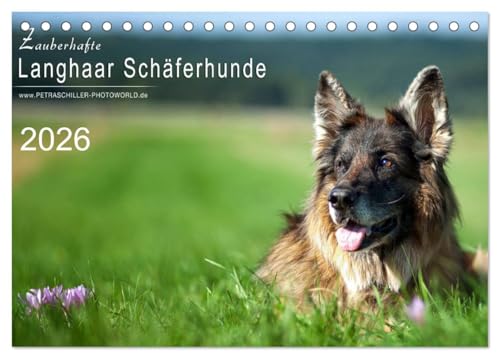 Zauberhafte Langhaar Schäferhunde (Tischkalender 2026 DIN A5 quer), CALVENDO Monatskalender von CALVENDO