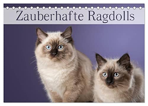 Zauberhafte Ragdolls/Geburtstagskalender (Tischkalender 2025 DIN A5 quer), CALVENDO Monatskalender von CALVENDO