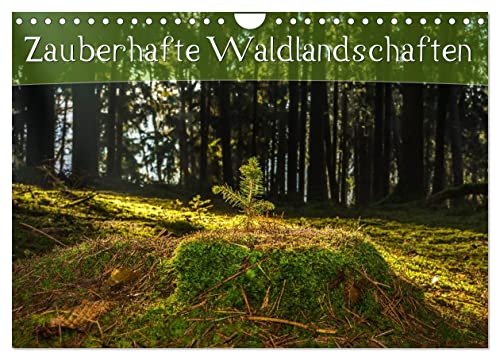 Zauberhafte Waldlandschaften (Wandkalender 2025 DIN A4 quer), CALVENDO Monatskalender: Traumhafte Landschaftsaufnahmen aus deutschen Wäldern (CALVENDO Natur) von Calvendo