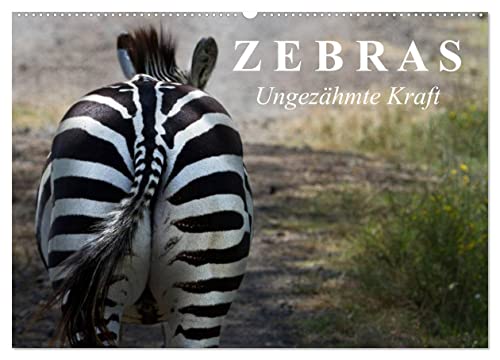 Zebras - Ungezähmte Kraft (Wandkalender 2026 DIN A2 quer), CALVENDO Monatskalender: Die gestreiften Wildpferde Afrikas (CALVENDO Tiere) von CALVENDO