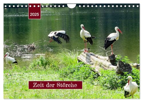 Zeit der Störche (Wandkalender 2025 DIN A4 quer), CALVENDO Monatskalender von CALVENDO