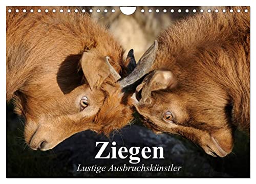 Ziegen. Lustige Ausbruchskünstler (Wandkalender 2025 DIN A4 quer), CALVENDO Monatskalender von CALVENDO