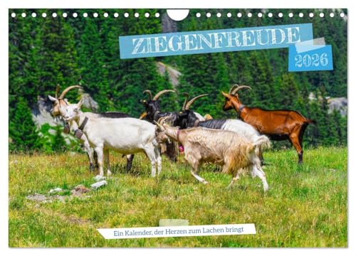 Ziegenfreude (Wandkalender 2026 DIN A4 quer), CALVENDO Monatskalender: Gebirgsziegen sind robuste, kletterfähige Tiere mit wetterfestem Fell. Sie ... und sind anpassungsfähig (CALVENDO Tiere) von Calvendo