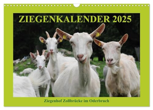 Ziegenkalender 2025 (Wandkalender 2025 DIN A3 quer), CALVENDO Monatskalender von CALVENDO