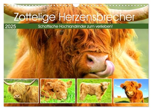 Zottelige Herzensbrecher. Schottische Hochlandrinder zum Verlieben (Wandkalender 2025 DIN A3 quer), CALVENDO Monatskalender von CALVENDO