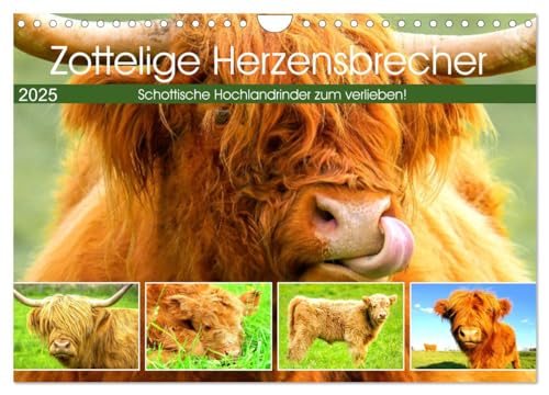 Zottelige Herzensbrecher. Schottische Hochlandrinder zum Verlieben (Wandkalender 2025 DIN A4 quer), CALVENDO Monatskalender von CALVENDO